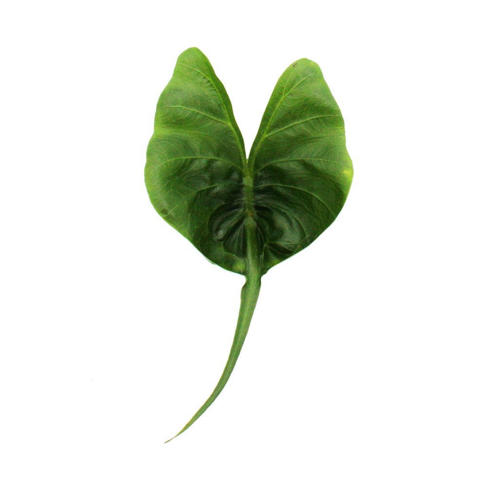 Exotenherz Zimmerpflanze Alocasia macrorrhiza Stingray Alokasie Rochen-Pfei günstig online kaufen