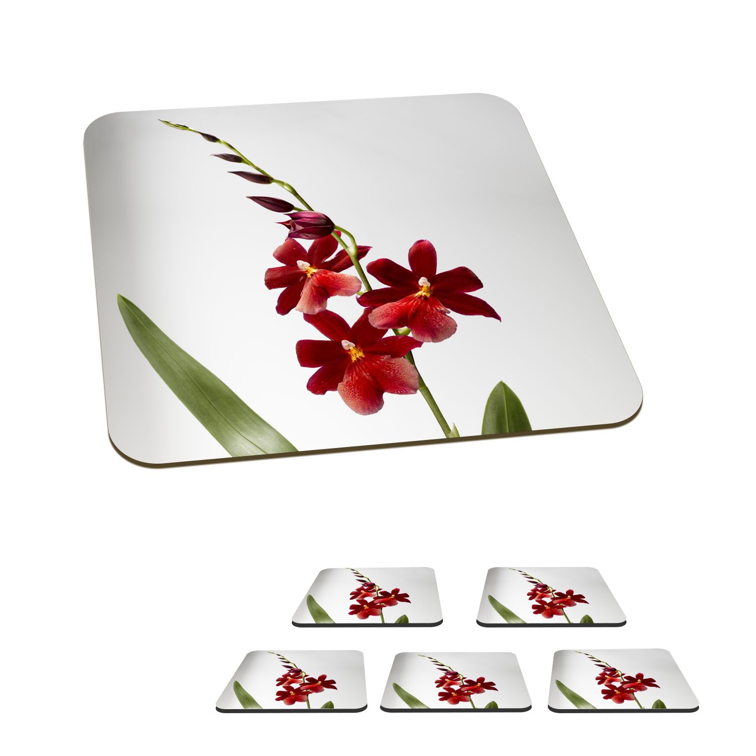 MuchoWow Glasuntersetzer Rote Orchidee mit Blättern auf weißem Hintergrund, Zubehör für Gläser, 6-tlg., Glasuntersetzer, Tischuntersetzer, Korkuntersetzer, Untersetzer, Tasse
