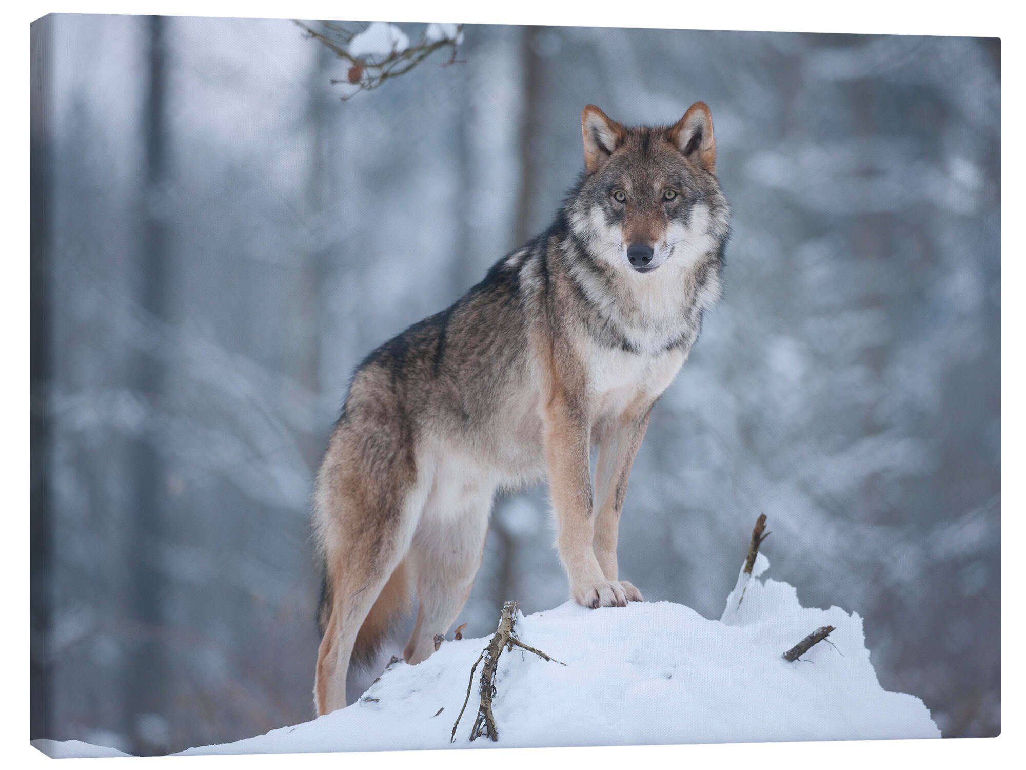 Posterlounge Wandbild Grauer Wolf im Schnee, Frank Sommariva, erhältlich als Poster, Leinwandbild, Wandsticker oder Acrylglasbild