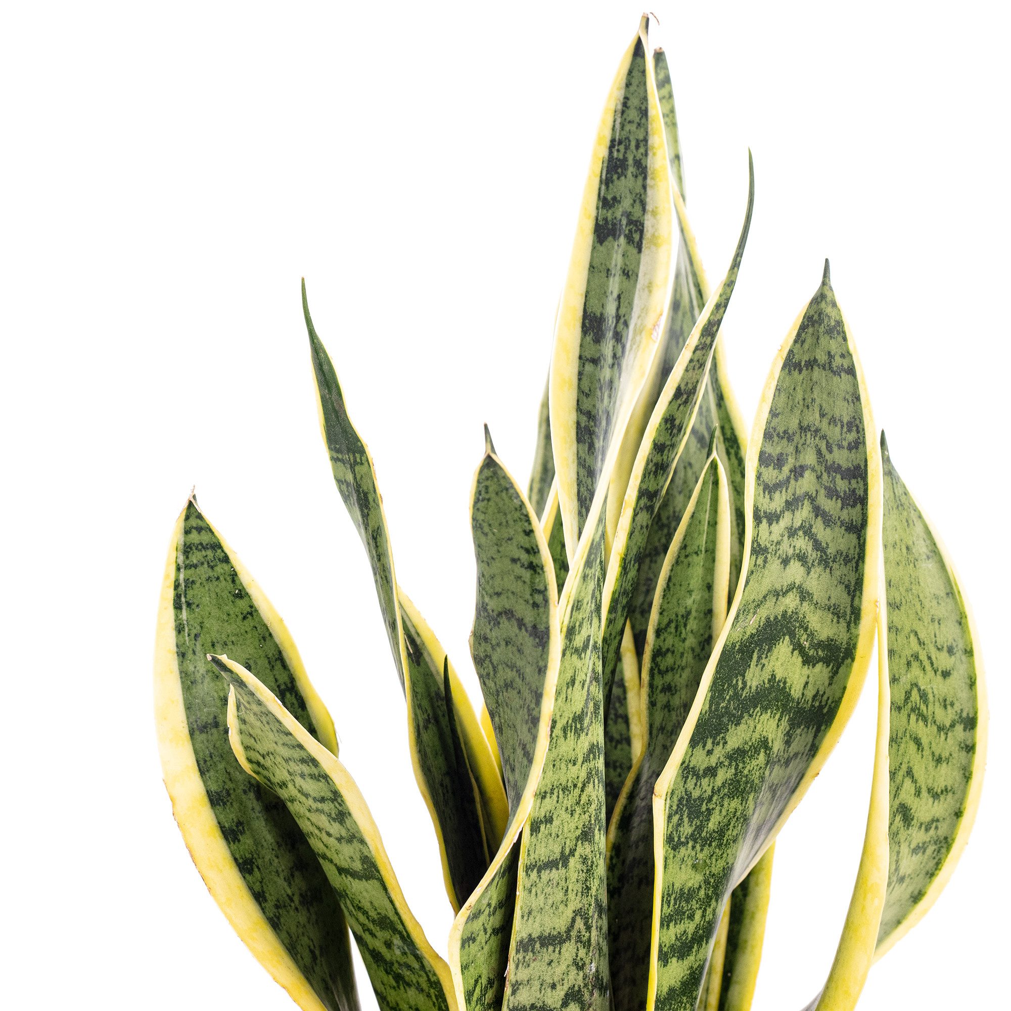 Flowerbox Zimmerpflanze Bogenhanf - Sansevieria trifasciata Laurentii, pflegeleicht - Höhe ca. 45 cm, Topf-Ø 14 cm – Bild 5 von 5