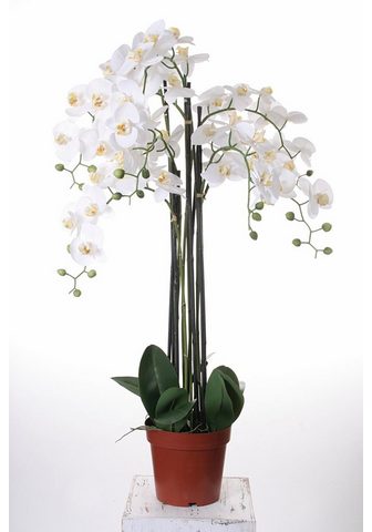  Kunstorchidee »Orchidee XXL&laqu...