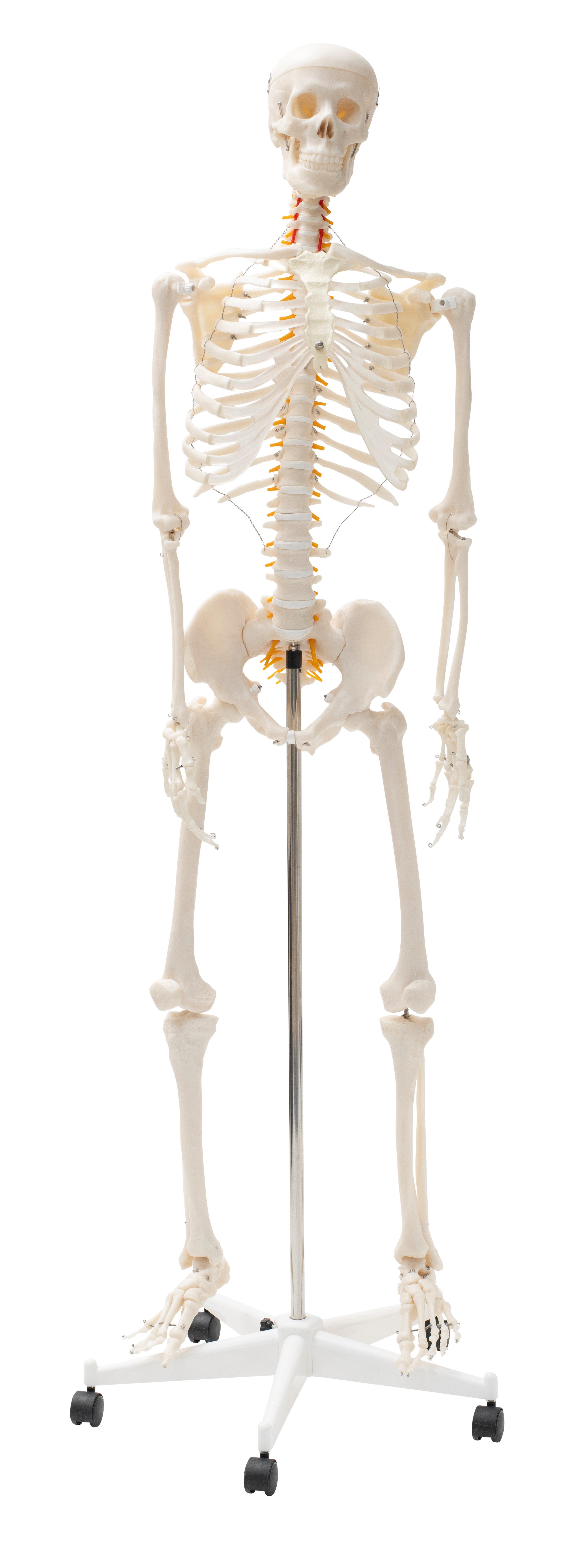 Betzold Lernspielzeug Menschliches Skelett