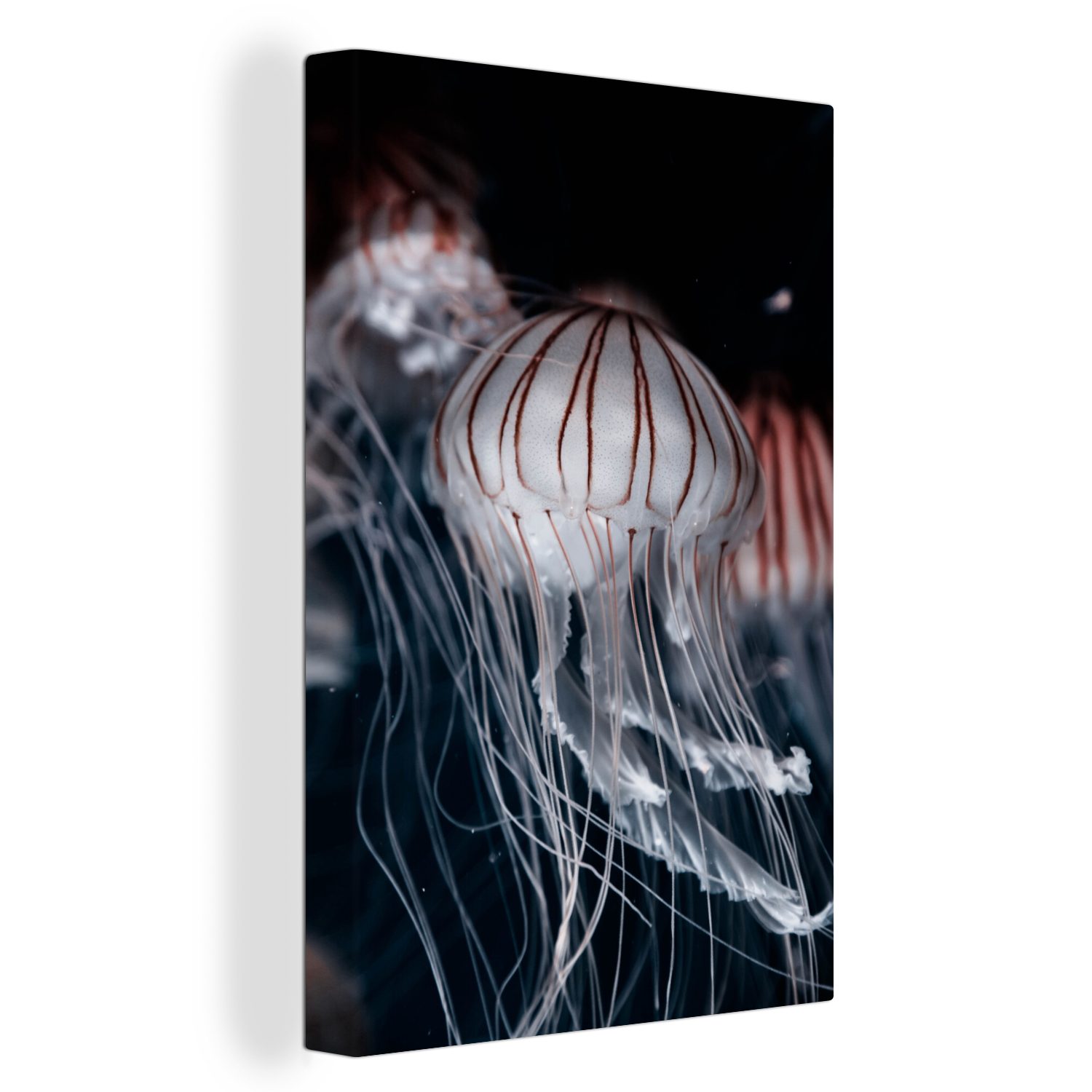 OneMillionCanvasses® Leinwandbild Quallen - Tiere - Meer, (1 St), Leinwandbild fertig bespannt inkl. Zackenaufhänger, Gemälde, 20x30 cm