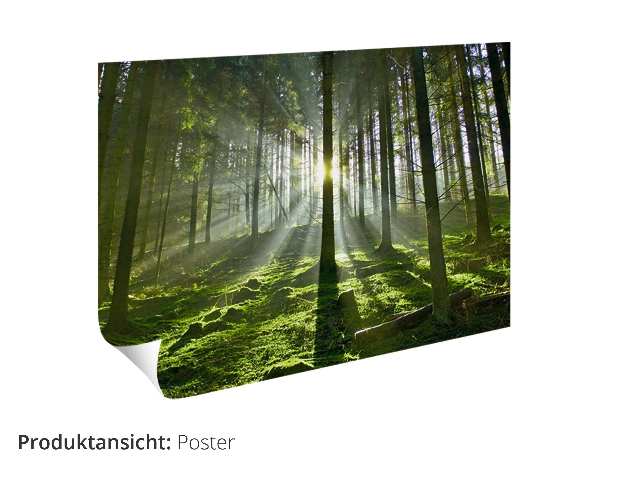 Wandaufkleber Wald, oder Artland Poster Wandbild als Weg versch. Wald Alubild, Leinwandbild, im (1 St), in Herbst Größen