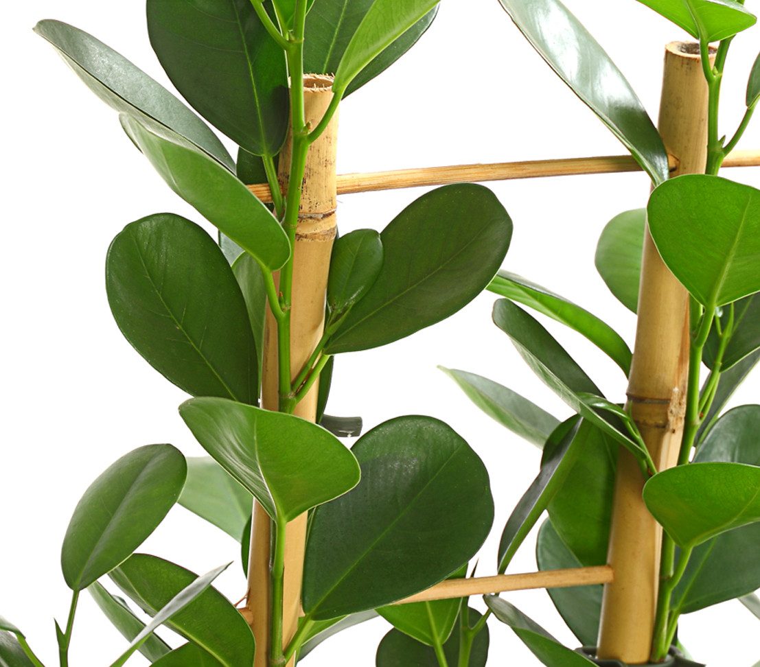 Dehner Zimmerpflanze Lorbeer-Feige Moclame, Ficus microcarpa, mit Spalier, ca. 90-100 cm, Gummibaum mit kräftigen, glänzenden Blättern