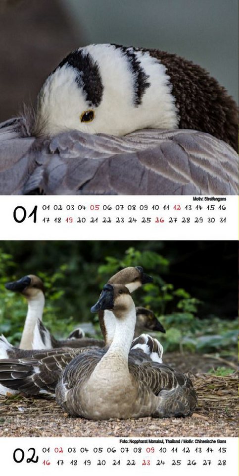 Thumbnail - Seelenzauber Tischkalender Gänsezauber Kalender für 2025 Format 10cm x 10cm Enten