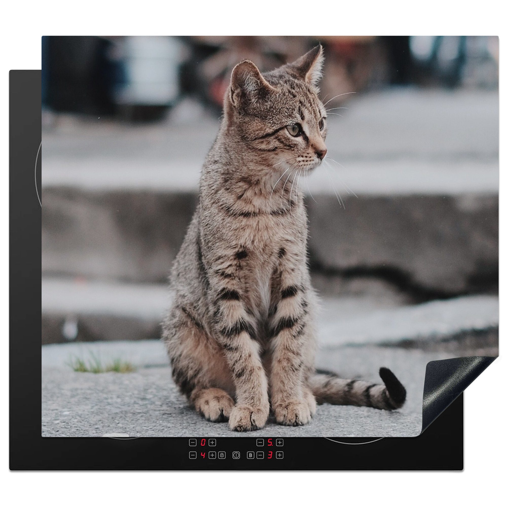(1 Draußen - Katze Mobile MuchoWow Herdblende-/Abdeckplatte Weg, 60x52 - nutzbar, cm, Vinyl, tlg), Ceranfeldabdeckung Arbeitsfläche