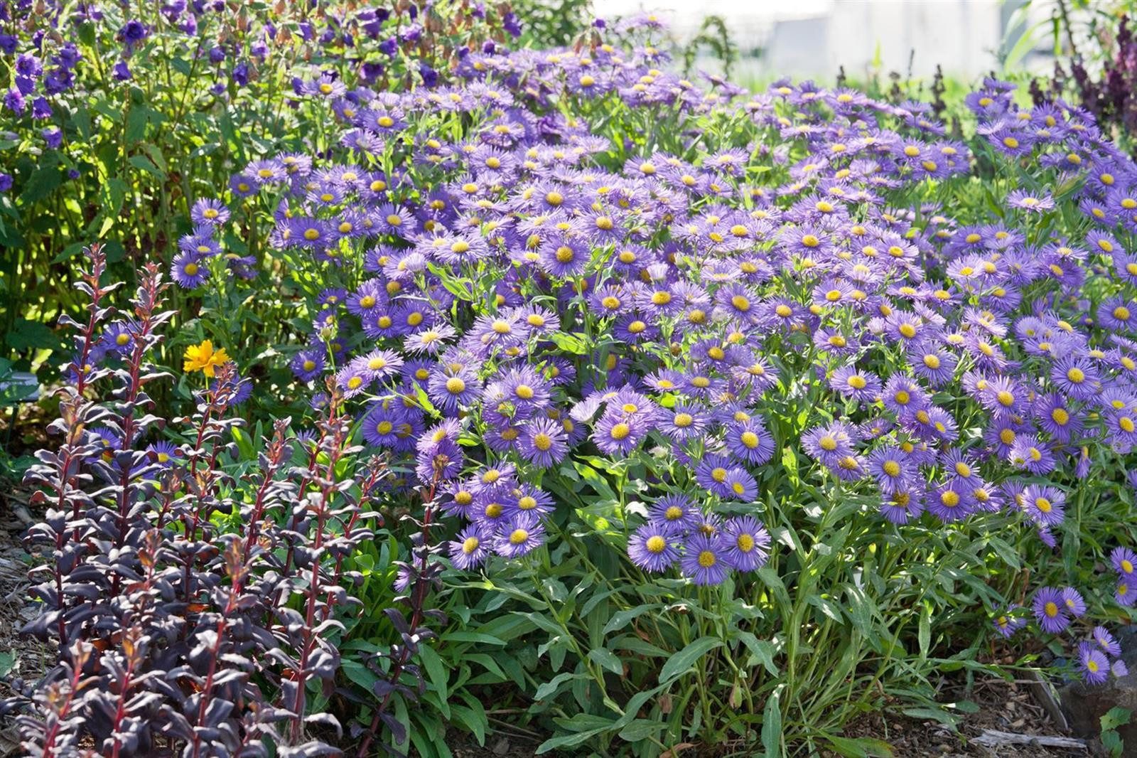 Pflanzen für Dich Staude Aster frik. Mönch, 1 St., Frikart-Aster, Mönch-Aster
