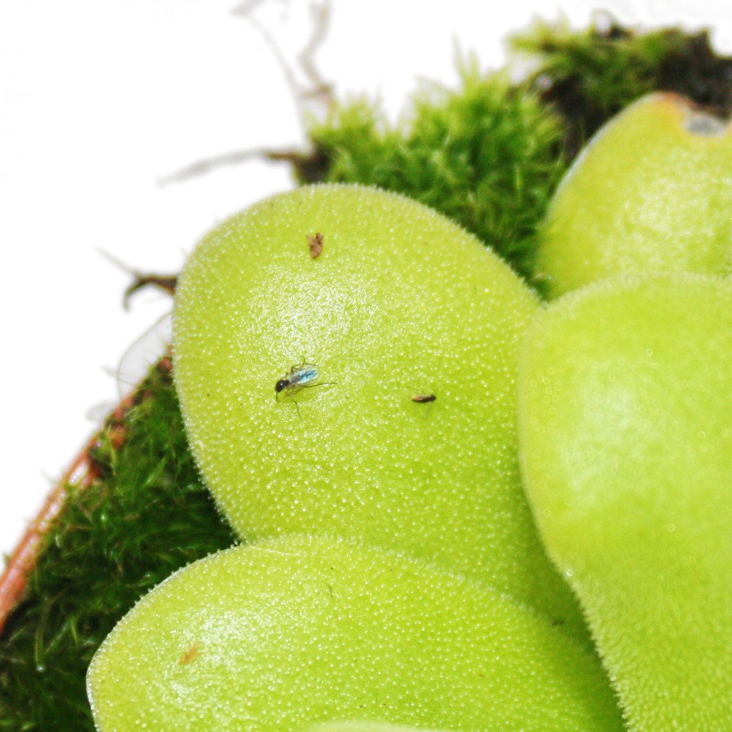 Exotenherz Zimmerpflanze Fettkraut - Pinguicula - Überraschungssorte - 9cm Topf