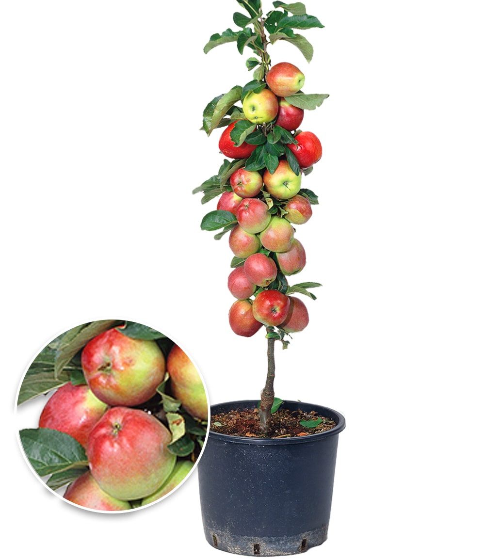 BALDUR Garten Obstpflanze Säulen-Apfel 'Braeburn', 1 St., Säulenobstbaum, ertragreich, aromatisch