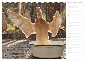 CALVENDO Wandkalender Laufenten - tierisch liebenswerte Zeitgenossen (Premium, hochwertiger DIN A2 Wandkalender 2023, Kunstdruck in Hochglanz)