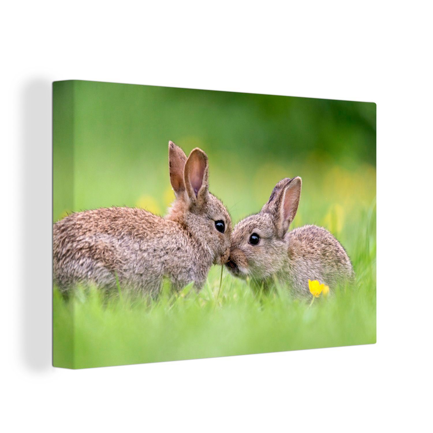 OneMillionCanvasses® Leinwandbild Zwei Kaninchen mit ihren Schnauzen gegeneinander, (1 St), Wandbild Leinwandbilder, Aufhängefertig, Wanddeko, 30x20 cm