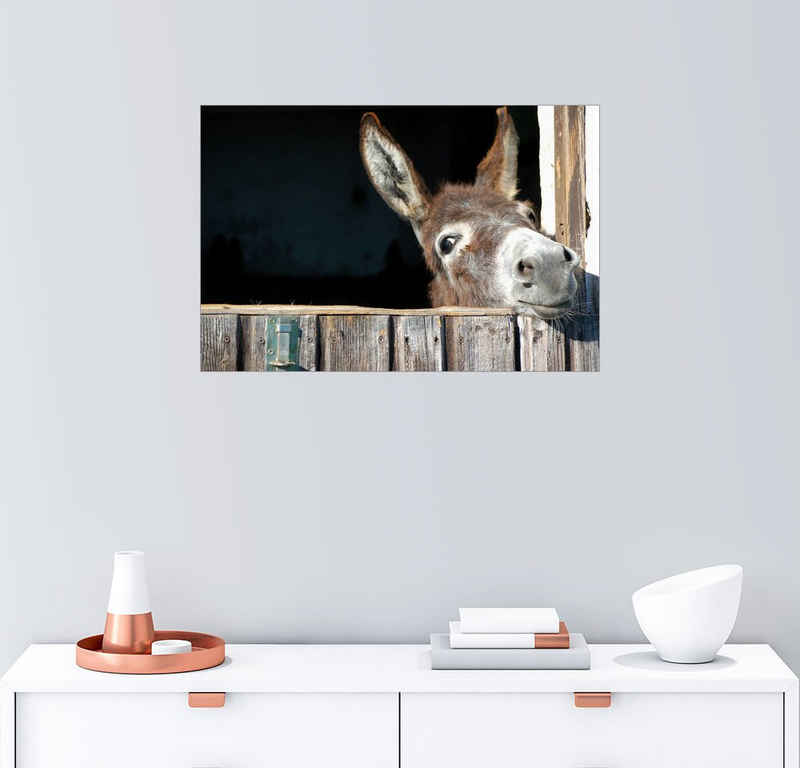 Posterlounge Wandbild, Süßer neugieriger Esel