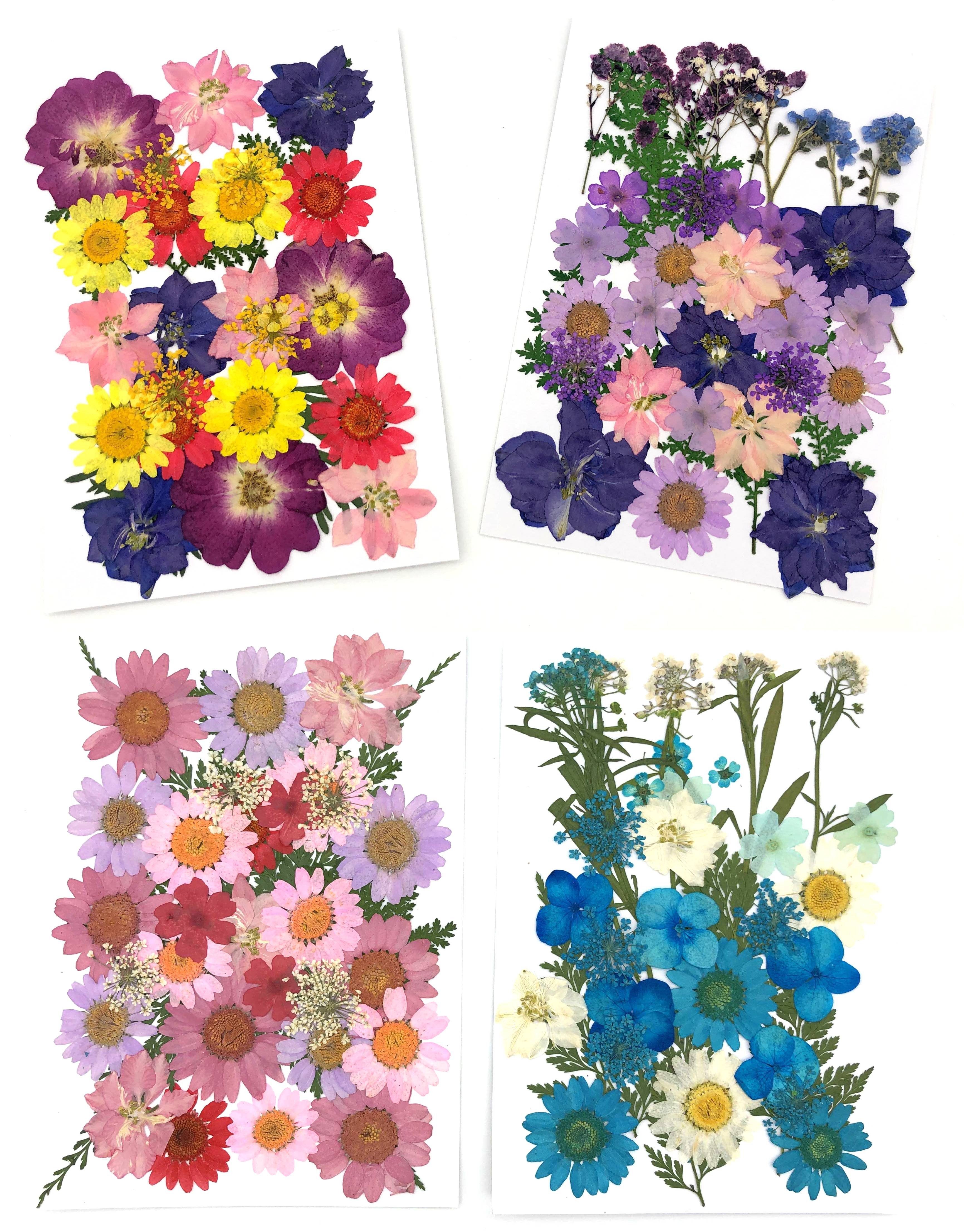 Blüten vielen Kunstharz.Art in - Trockenblume Farben Gepresste Mix, und Blumen