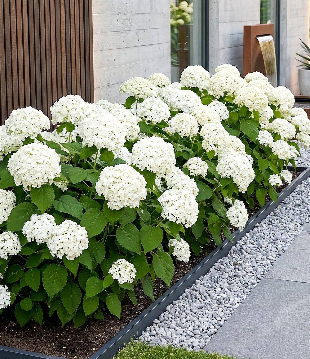 BALDUR Garten Zierstrauch Schneeball-Hortensie 'Annabelle', 1 St., Hydrangea, reichblühend,winterhart, mehrjährig, pflegeleicht