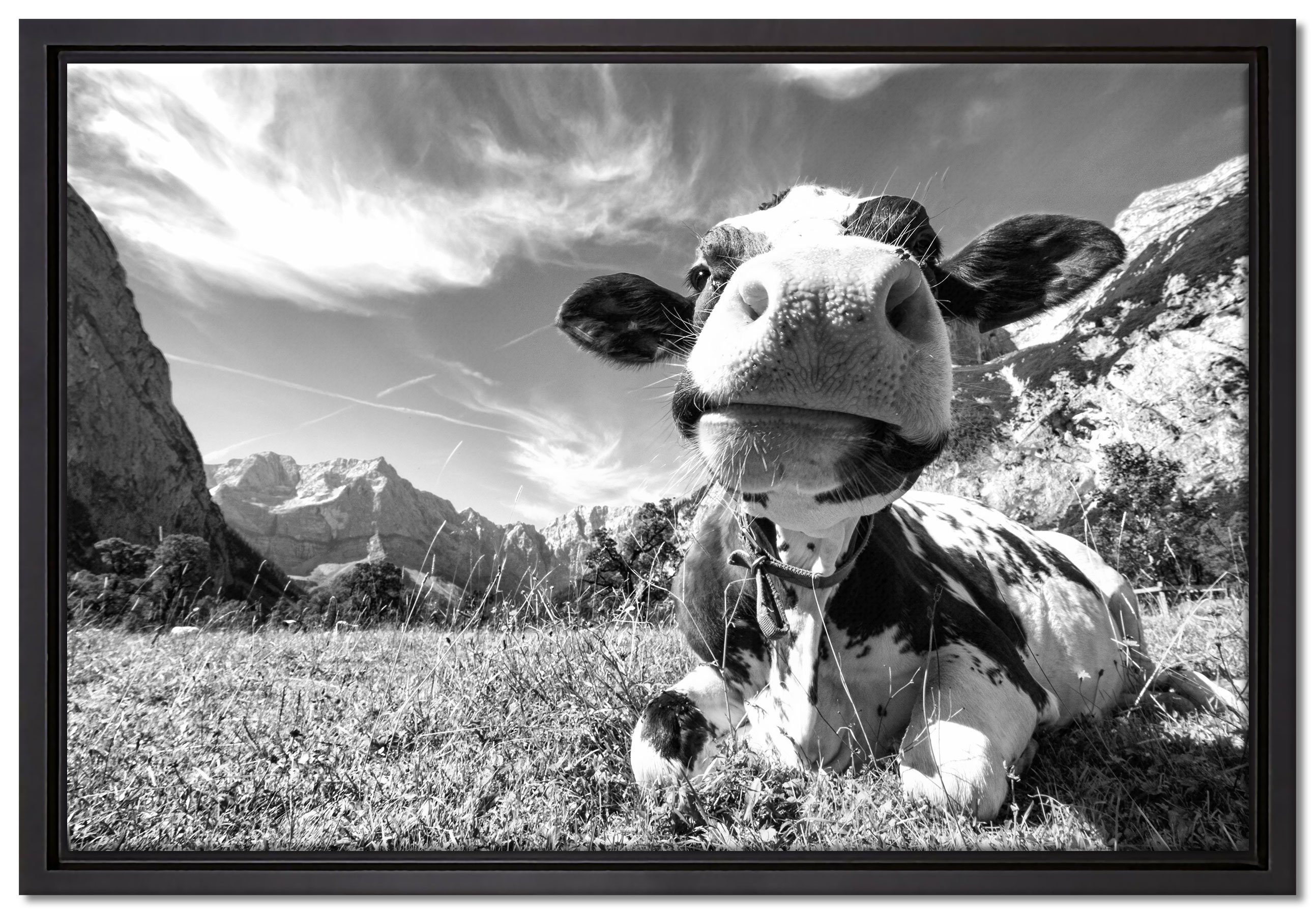 Zackenaufhänger Leinwandbild (1 einem Schattenfugen-Bilderrahmen fertig Kunst Karwendelgebirge Pixxprint inkl. Kuh Wanddekoration im Leinwandbild B&W, in bespannt, St), gefasst,