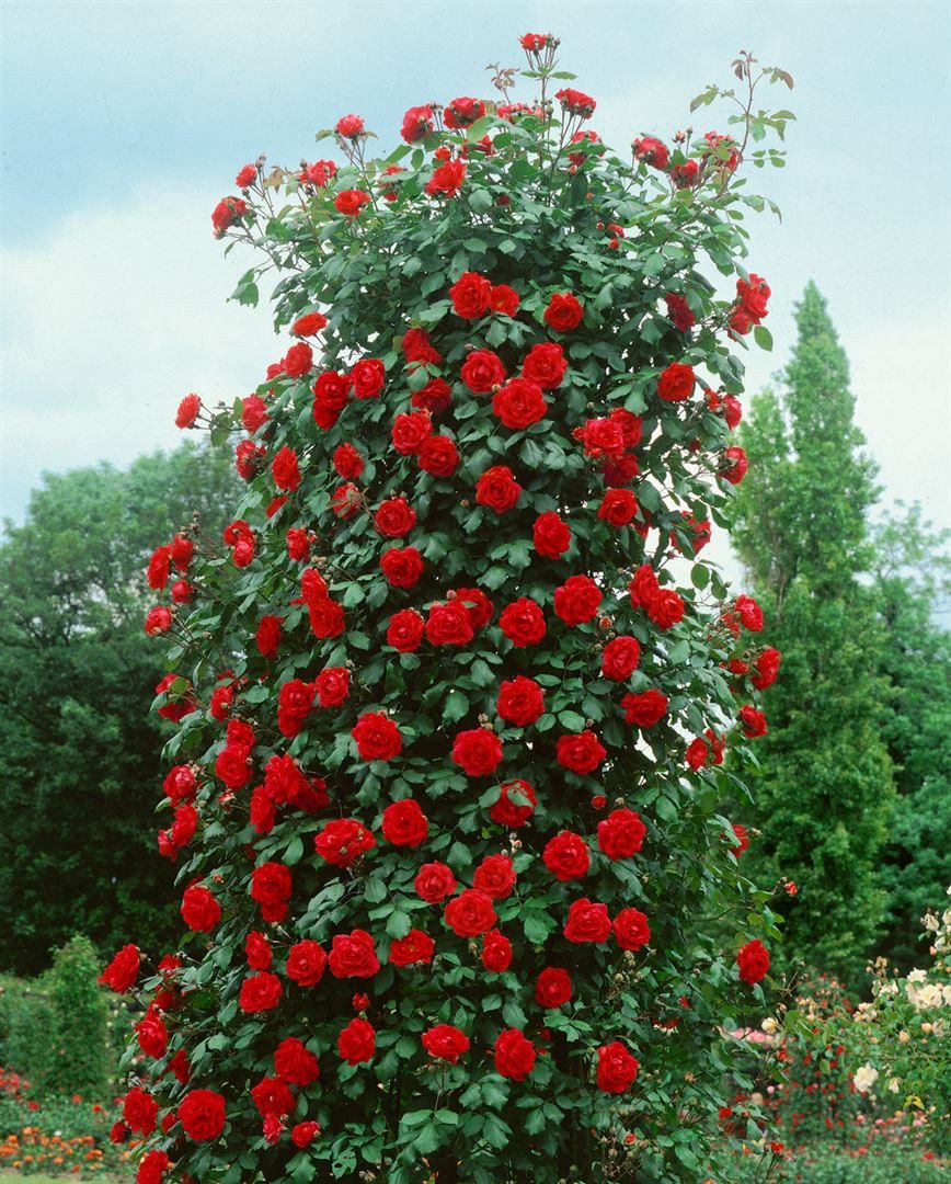 Pflanzen für Dich Rose Rosa Santana günstig online kaufen