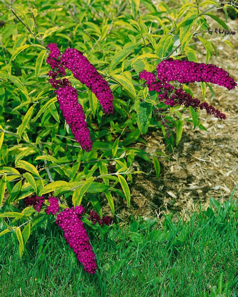 Thumbnail - Pflanzen für Dich Gehölze Buddleja 'Santana', 1 St., Schmetterlingsflieder, Sommerflieder