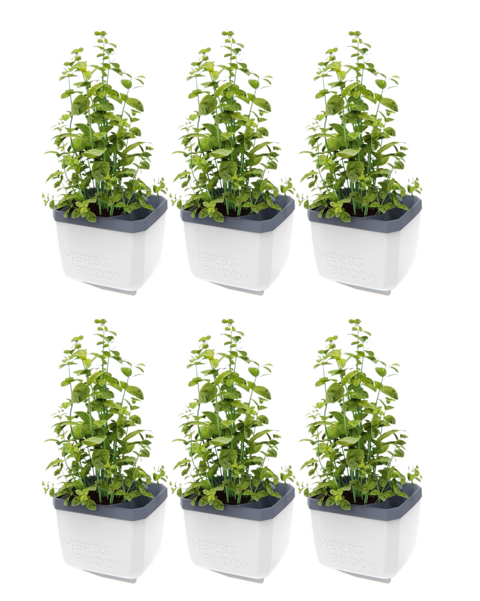 Gusta Garden Kräutertopf KRÄUTERFREUND (6er Set, günstig online kaufen