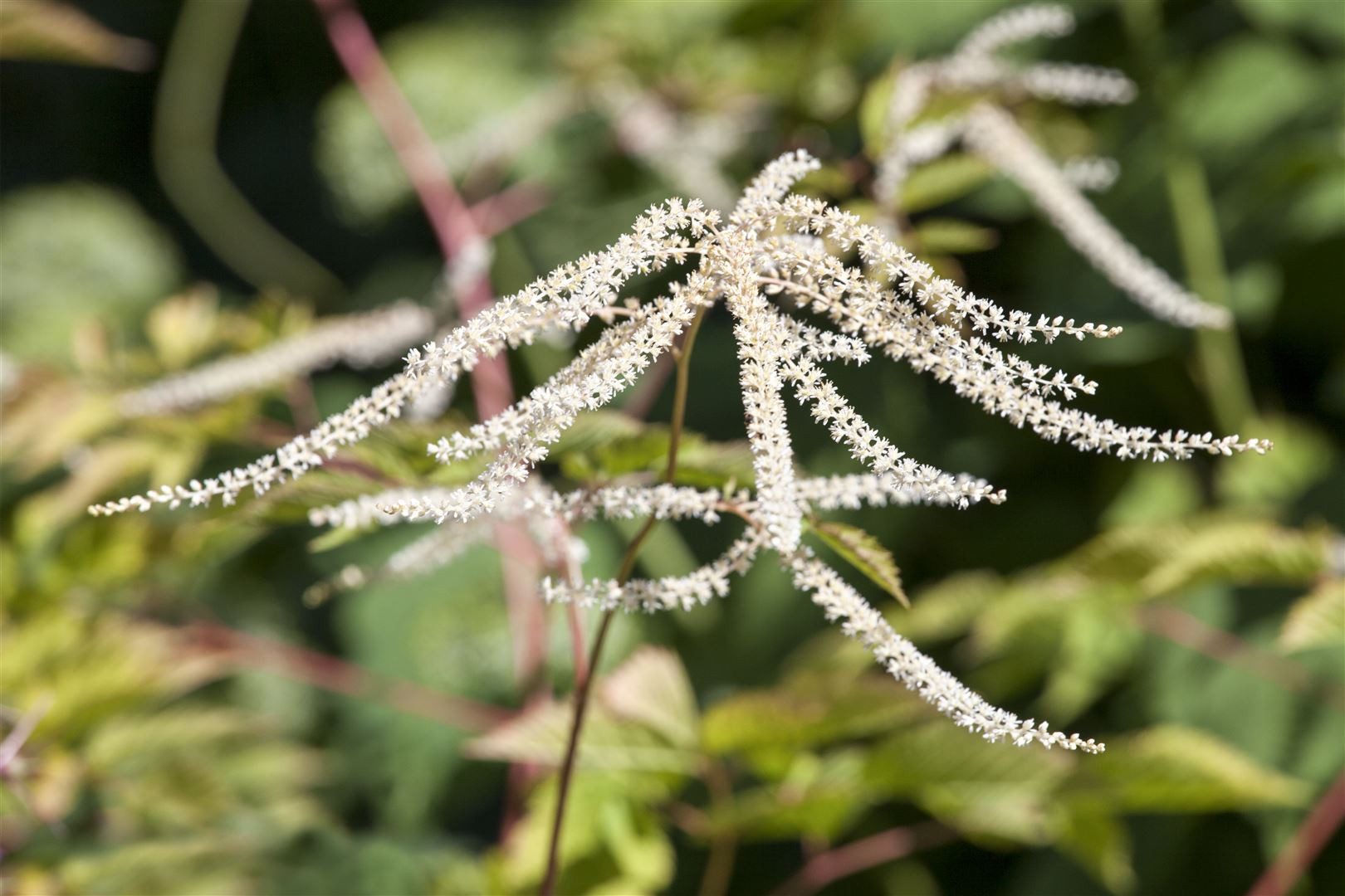 Pflanzen für Dich Staude Aruncus dioicus, 1 St., Wald-Geißbart, Geißbart, Waldspiere