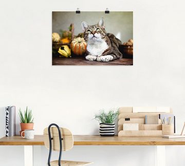 Artland Poster Katze und Herbstdeko, Haustiere (1 St), als Alubild, Leinwandbild, Wandaufkleber oder Poster in versch. Größen