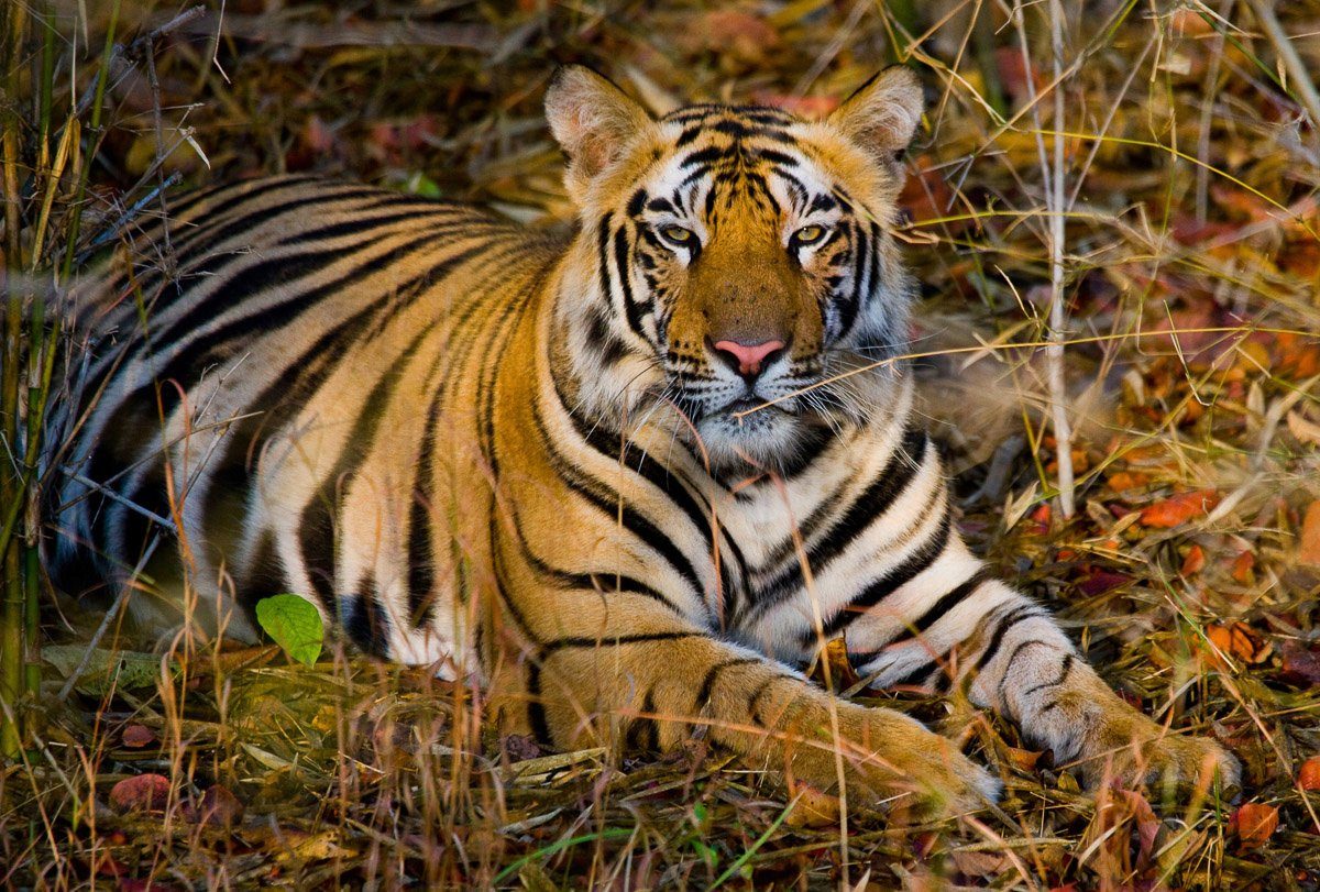 Fototapete Tiger