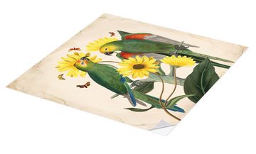 Posterlounge Wandfolie Mandy Reinmuth, Exotische Papageien II, Wohnzimmer Shabby Chic Malerei