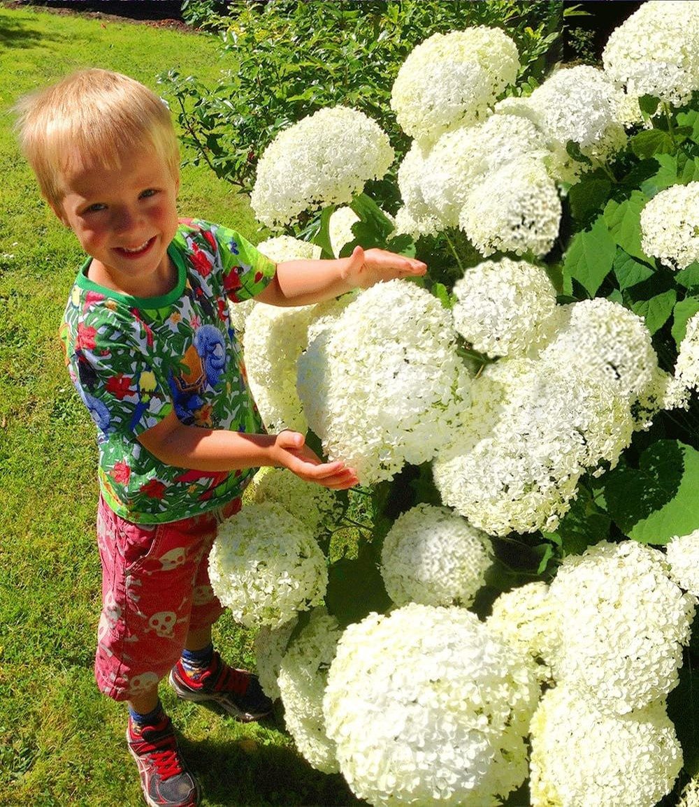 BALDUR Garten Zierstrauch Schneeball-Hortensie 'Annabelle', 1 St., Hydrangea, reichblühend, winterhart, mehrjährig, pflegeleicht