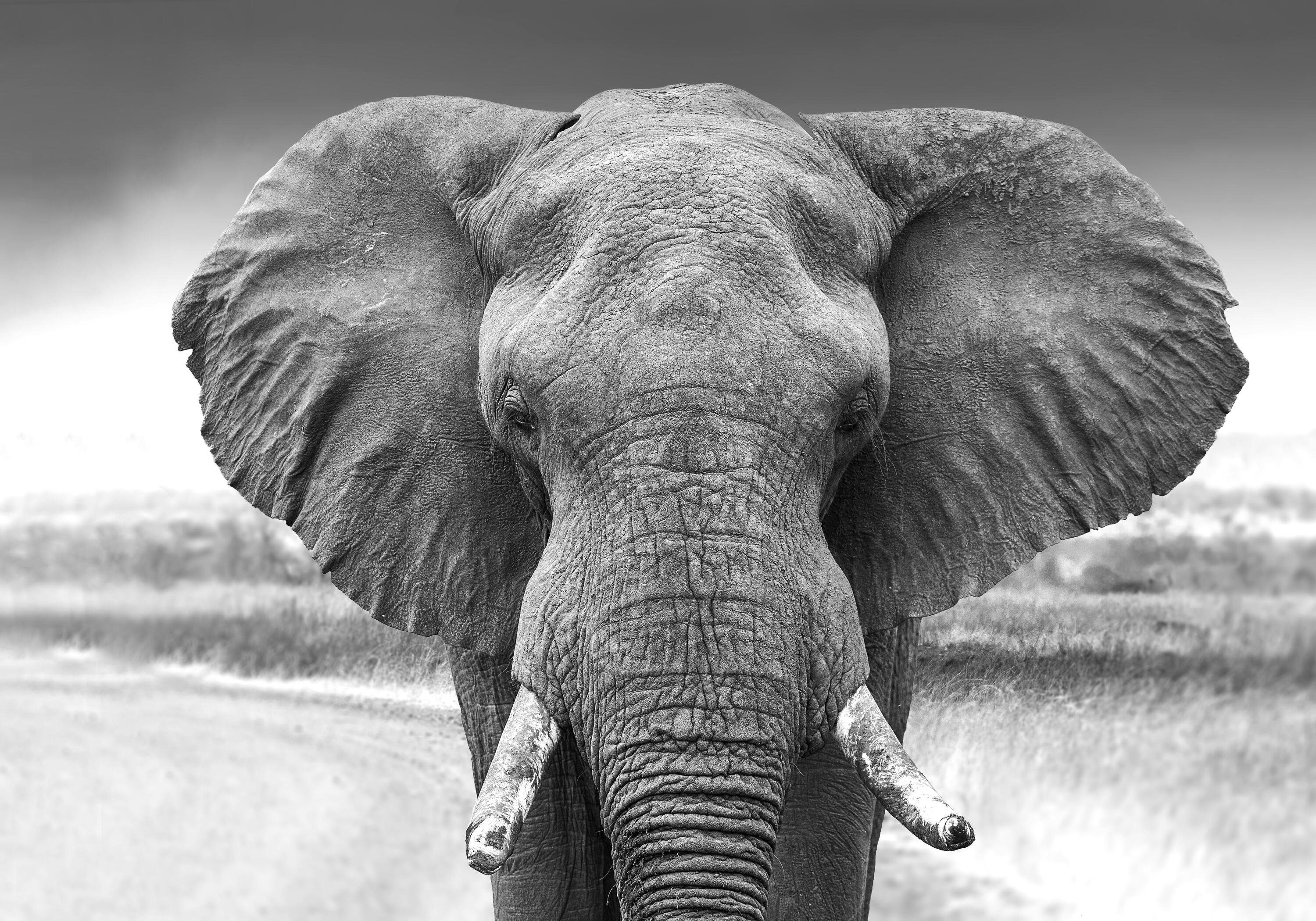 wandmotiv24 Fototapete Elefant schwarz weiß, glatt, Wandtapete, Motivtapete, matt, Vliestapete | Fototapeten