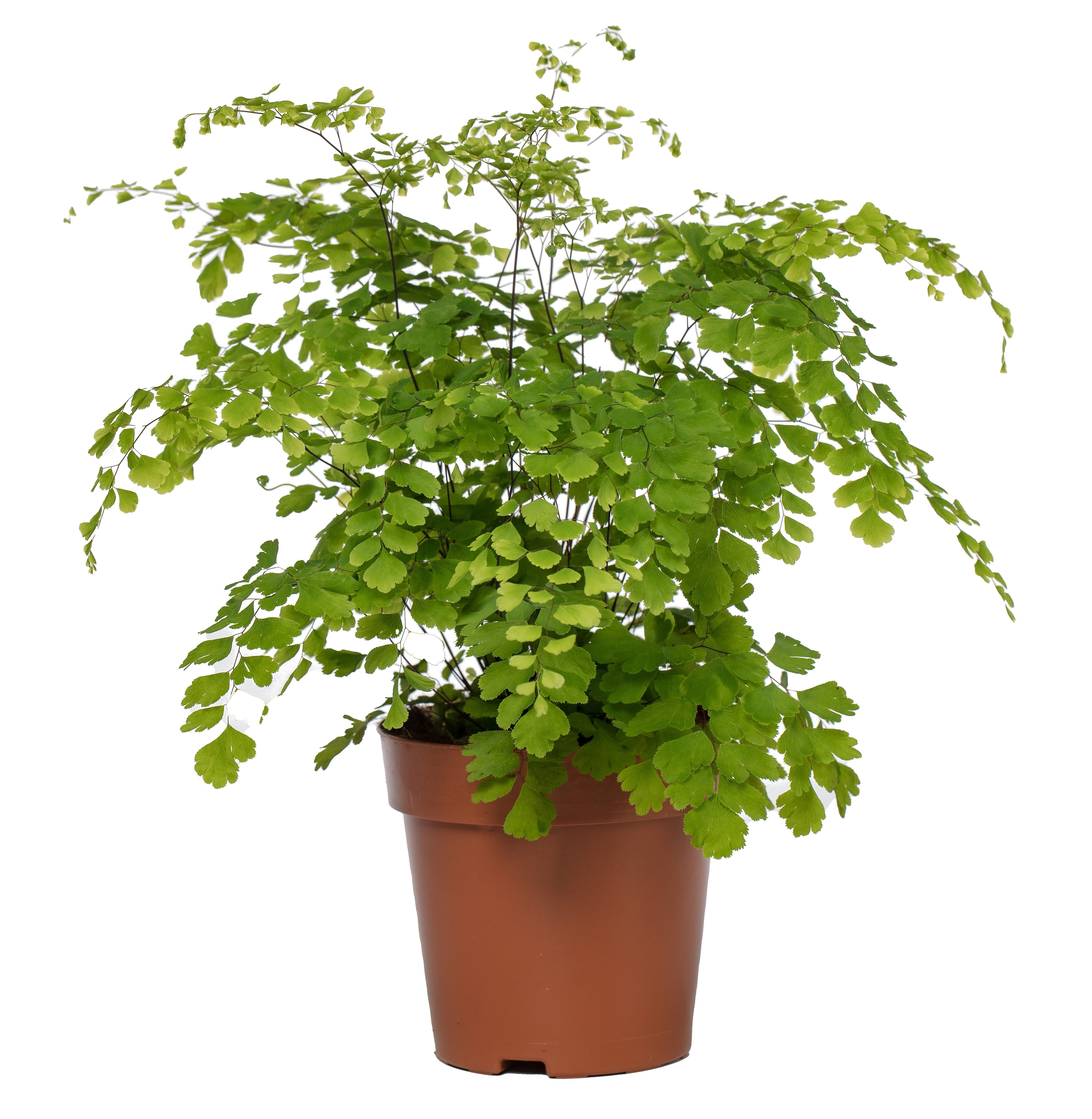 meinvipshop Zimmerpflanze Dreieckiges Frauenhaarfarn 35cm Zimmerpflanze