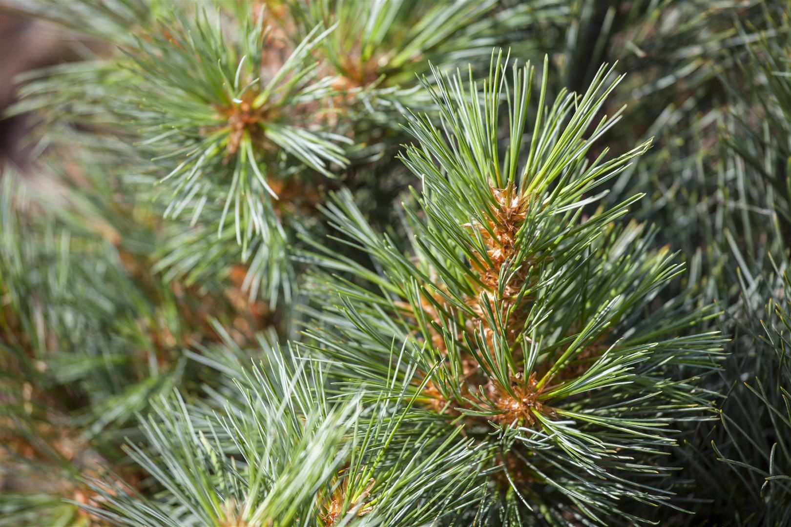 Pflanzen für Dich Konifere Pinus strobus Macopin, 1 St., Weymouth-Kiefer, Strobe, Strobe-Kiefer, kompakt, weiche Nadeln