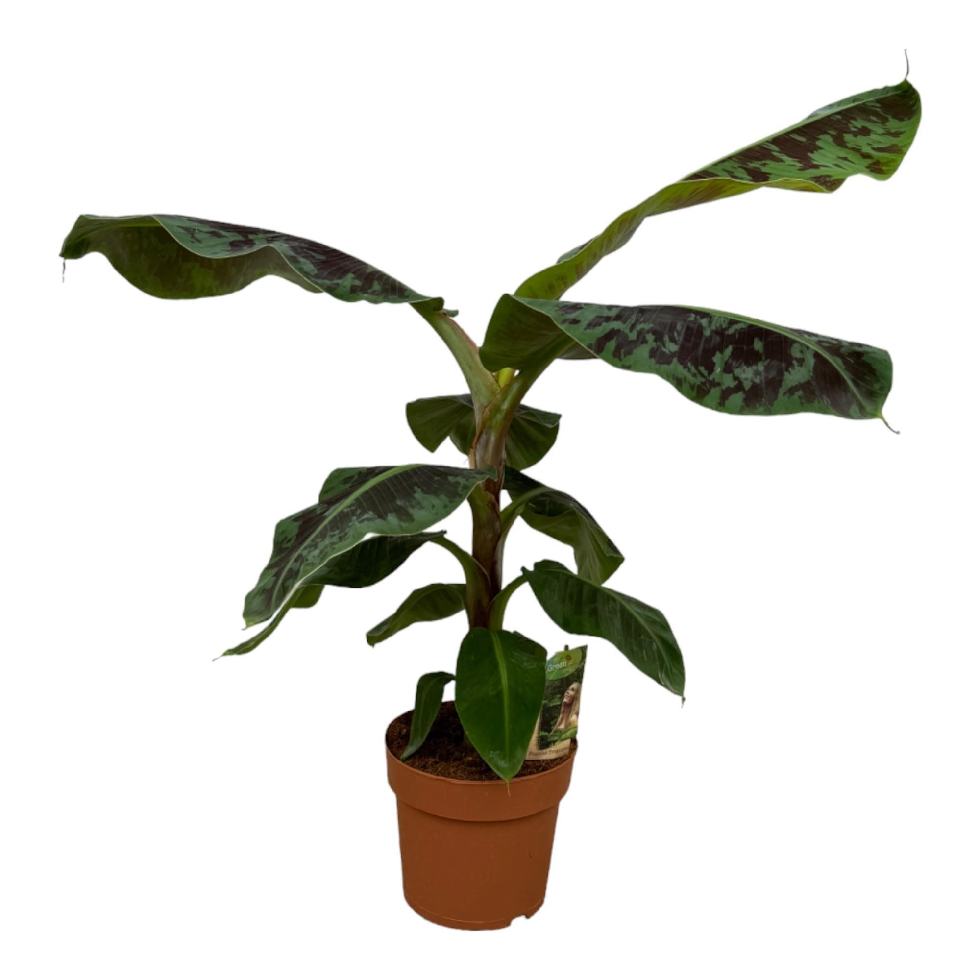 Florora Zimmerpflanze Musa – Bananenpflanze – 80 cm – Topf 21 cm