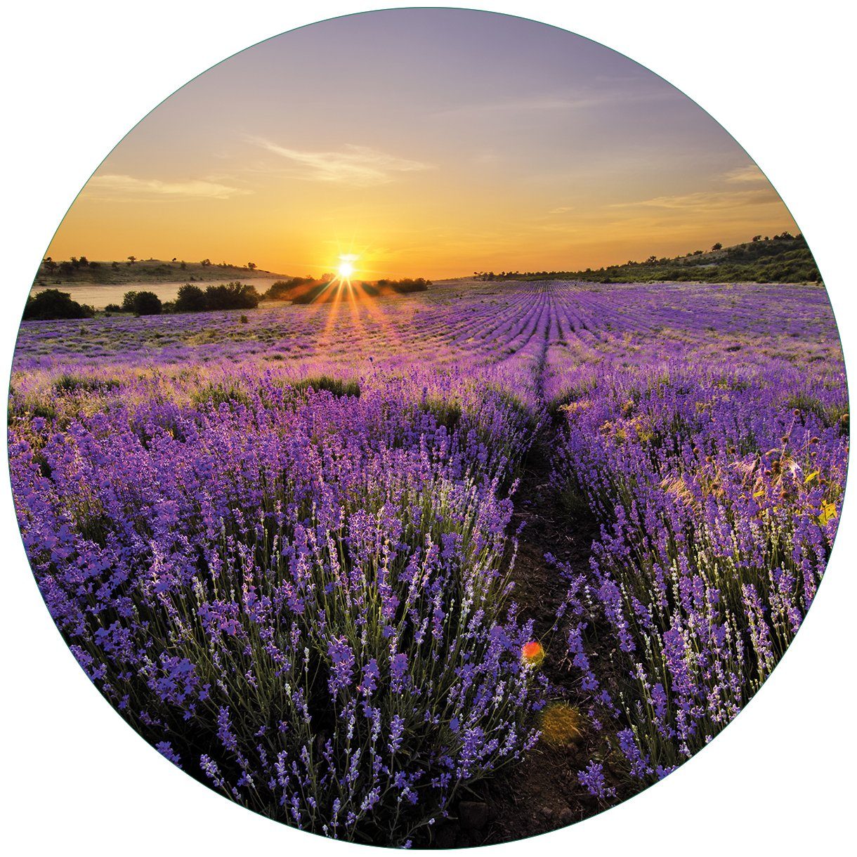 Wallario Glasbild, Sonnenuntergang über dem Lavendel, günstig online kaufen