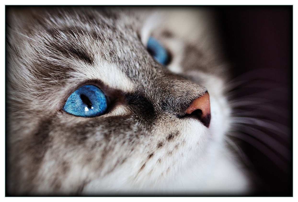 Wallario Küchenrückwand Katze mit strahlend blauen Augen, (1-tlg)