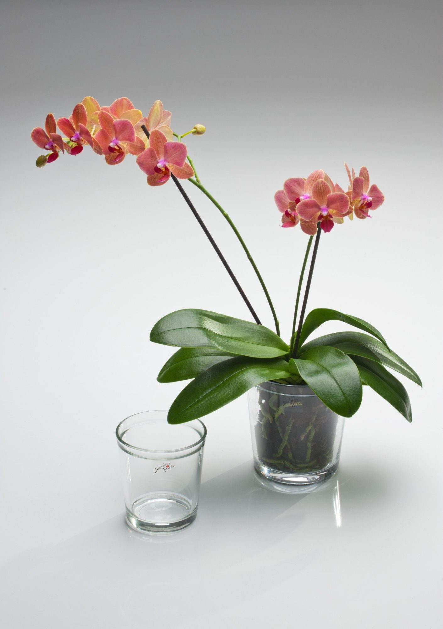 Orchid von Rich Rich Blumentopf konisch Sandra Orchideentopf Sandra