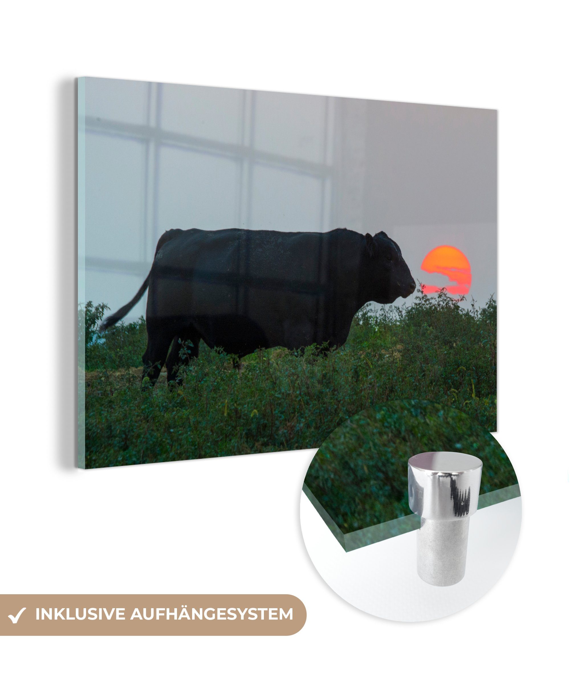 MuchoWow Acrylglasbild Kuh - Schwarz - Sonne, (1 St), Acrylglasbilder Wohnzimmer & Schlafzimmer | Bilder