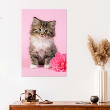 Posterlounge Wandfolie Greg Cuddiford, Katze mit rosa Blume, Fotografie