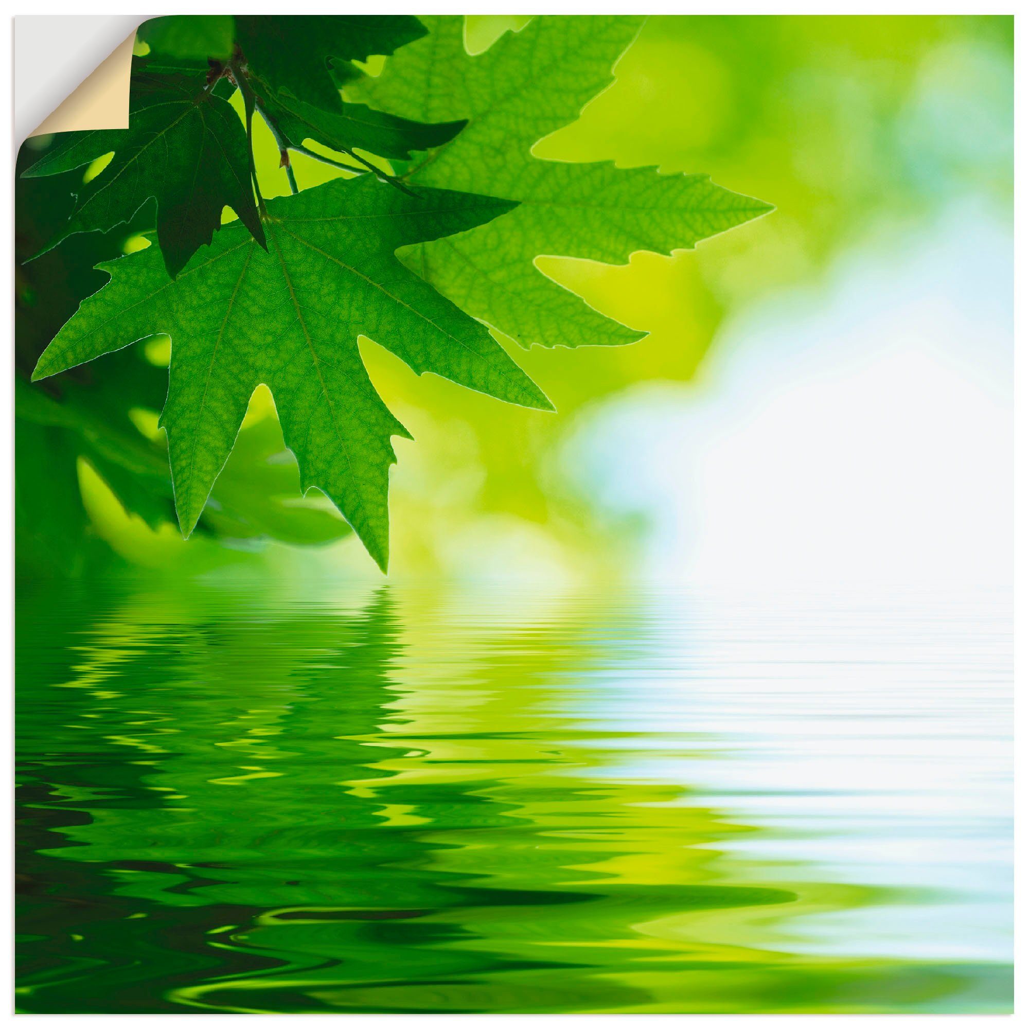 Wandbild reflektieren St), (1 Poster versch. Grüne oder Blätter Wasser, Leinwandbild, Blätter als Artland im in Alubild, Wandaufkleber Größen
