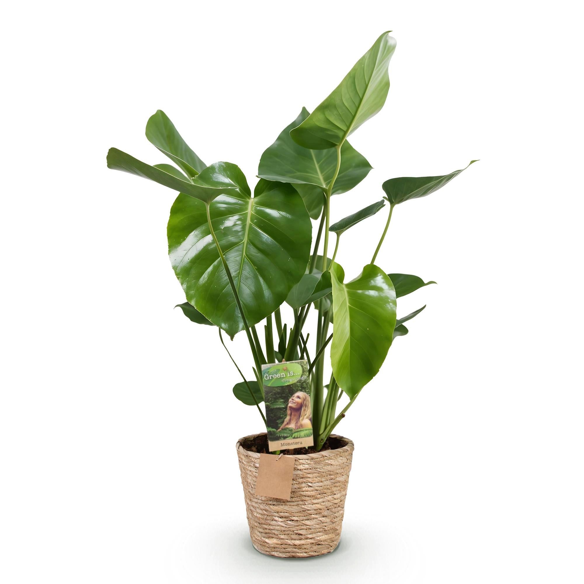 Florora Zimmerpflanze Monstera Deliciosa - 80 cm – Topf 21 cm