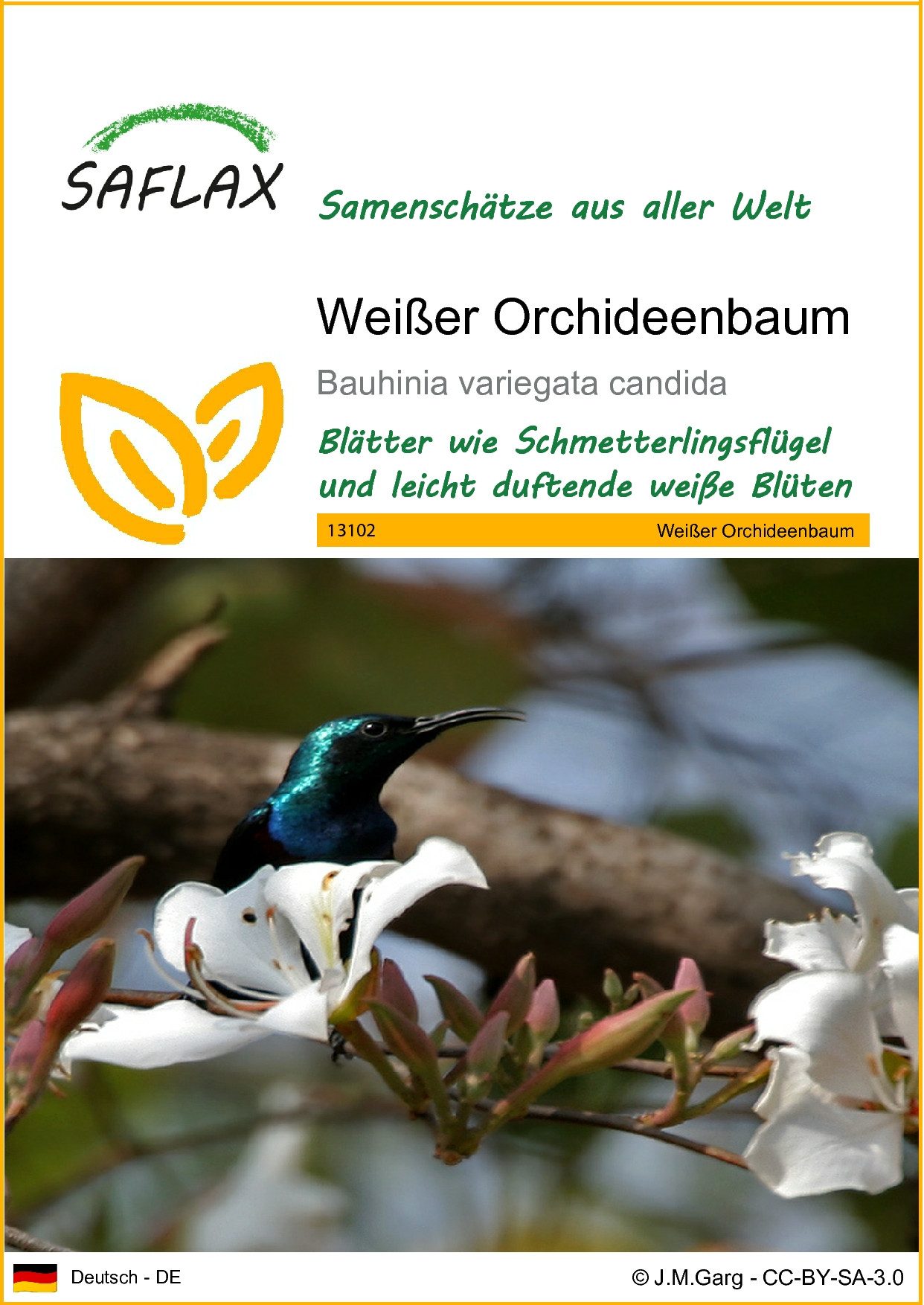 SAFLAX Blumensamen SAFLAX - Samen - Weißer Orchideenbaum
