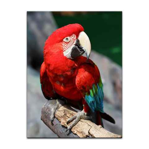 Bilderdepot24 Leinwandbild Roter Papagei, Tiere