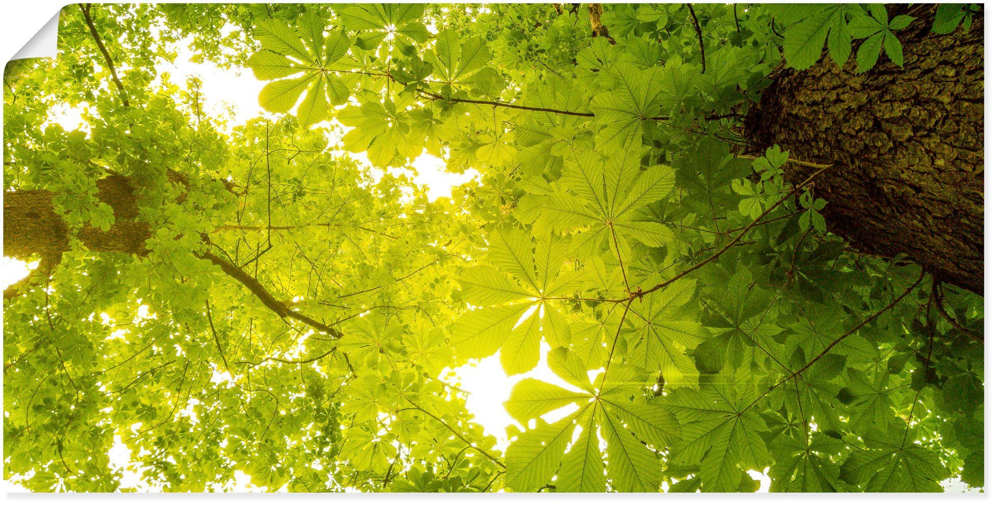 Artland Wandbild Blick nach Oben im Wald, grüne Bäume, Blätterbilder (1 St), als Alubild, Leinwandbild, Wandaufkleber oder Poster in versch. Größen