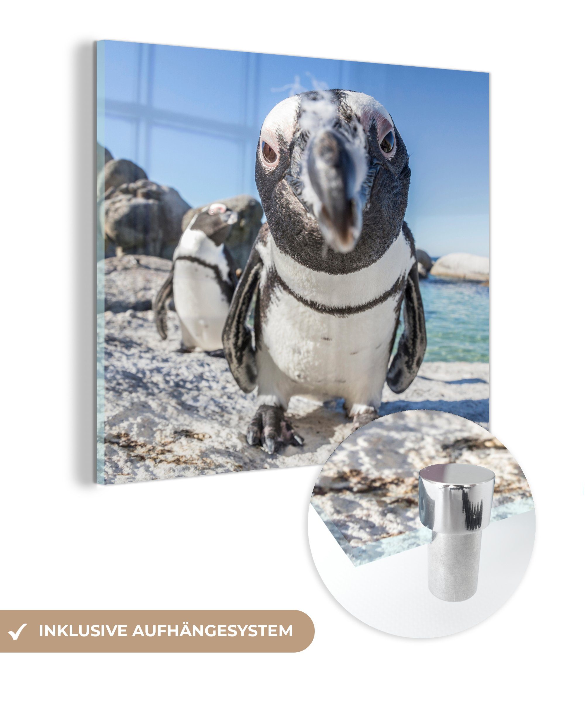 MuchoWow Acrylglasbild auf St), Beach, Nahaufnahme am Pinguins - (1 - Glas Glasbilder Wanddekoration - Foto Bilder auf Boulders afrikanischen Glas eines Wandbild
