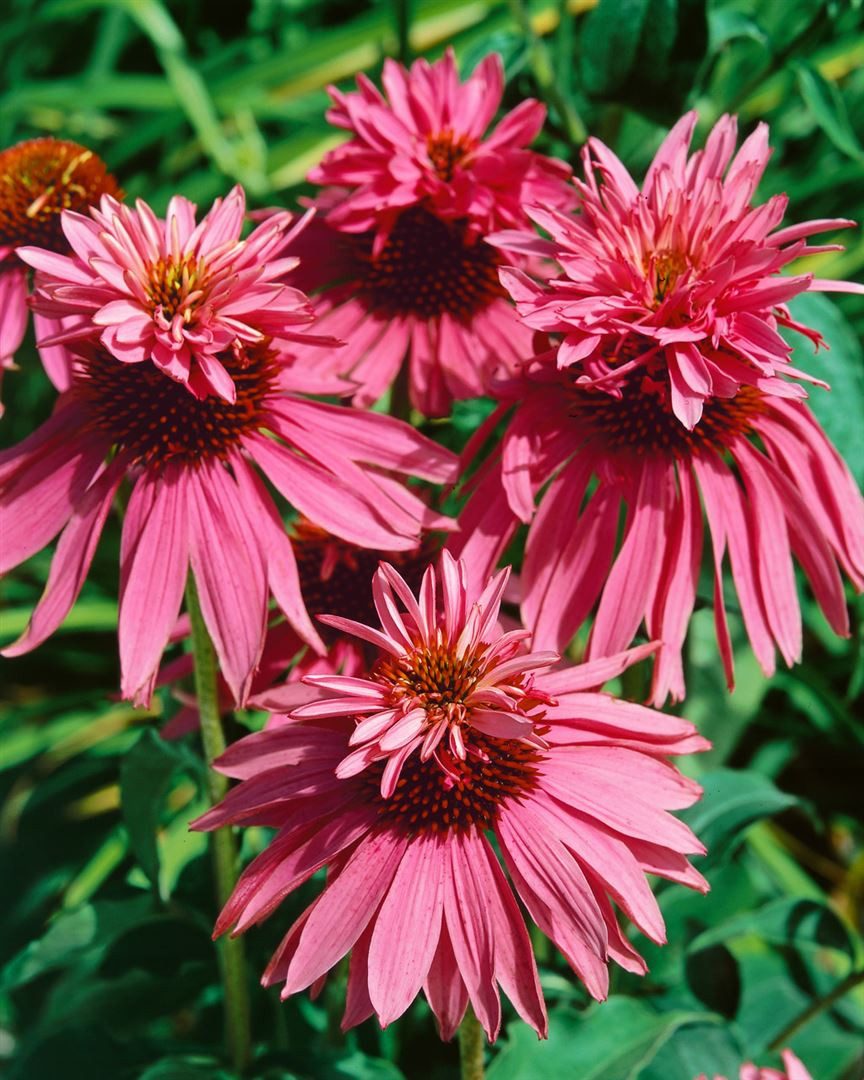 Pflanzen für Dich Staude Echinacea purp. Doppeldecker, 1 St., Roter Sonnenh günstig online kaufen
