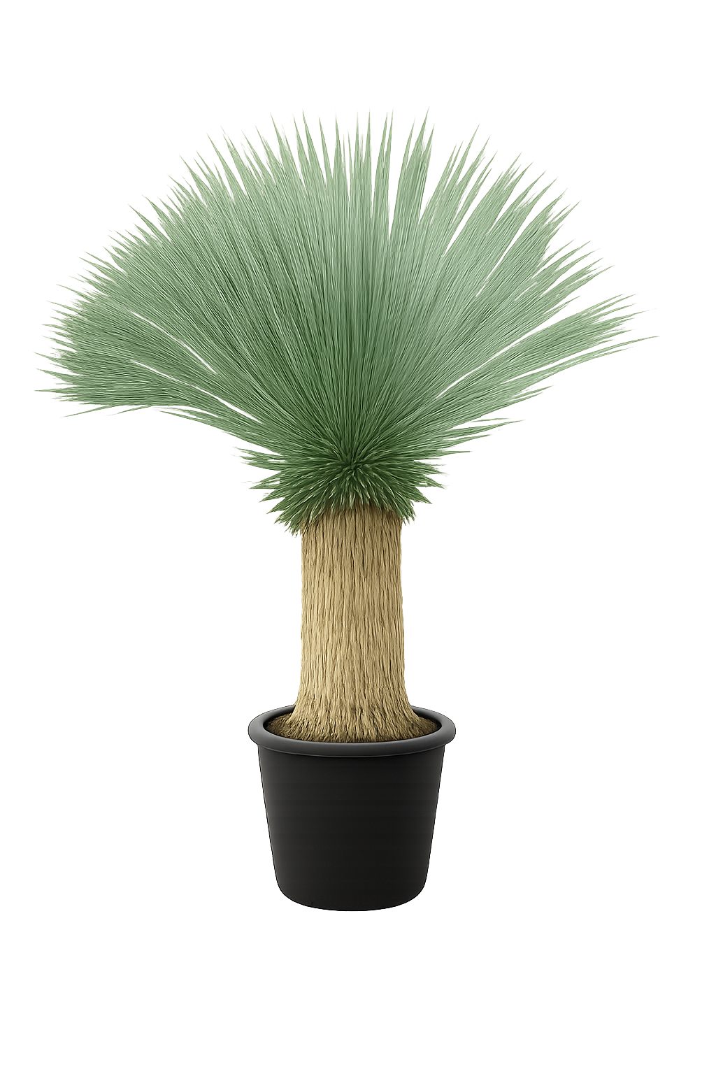 Palms-Store Kübelpflanzen Yucca Rostrata ca.120cm Winterhart bis –19 °C blaue Palmlilie, Exotischer Blickfang