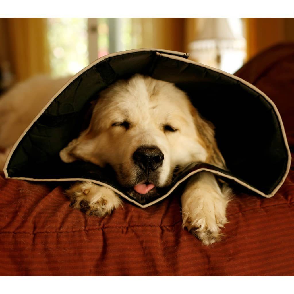 All Four Paws Schutzkragen »Hundekragen Comfy Cone XXL 37,5 cm Hellbraun«  online kaufen | OTTO