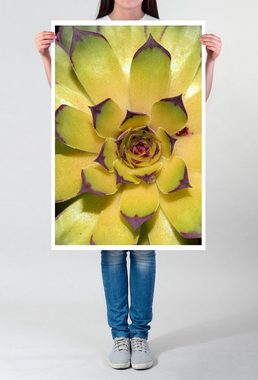 Sinus Art Poster 60x90cm Naturfotografie Poster Florale Sukkulente