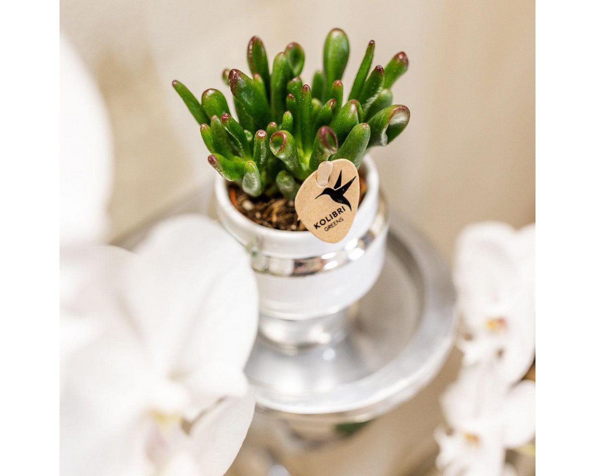 Thumbnail - Exotenherz Kaktus Rhipsalis 2er Set Pflanzen in silbernen Le Chic Ziertöpfen 9cm