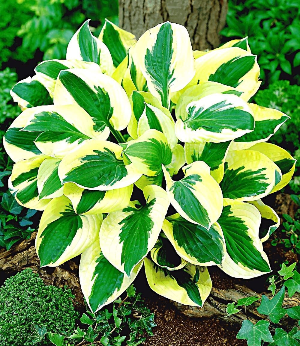 BALDUR Garten Staude Riesen-Hosta 'Brim Cup', 2 St., Funkie,winterhart, mehrjährig, pflegeleicht