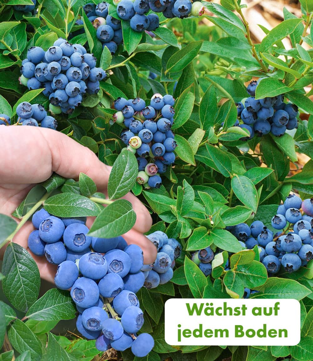 BALDUR Garten Obstpflanze Trauben-Heidelbeere 'Reka® Blue', 1 St., Kultur-heidelbeere, winterhart, mehrjährig, pflegeleicht